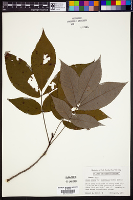Carya ovata var. australis image