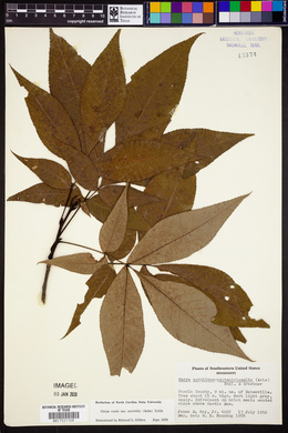Carya ovata var. australis image