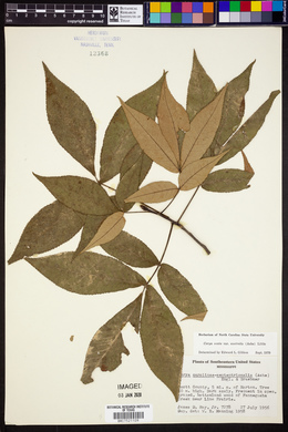 Carya ovata var. australis image