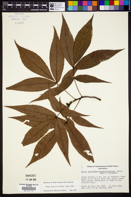 Carya ovata var. australis image