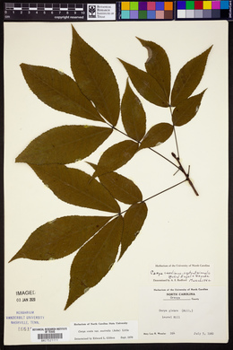 Carya ovata var. australis image