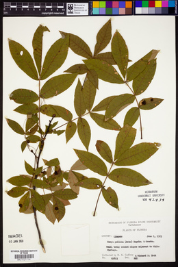 Carya pallida image