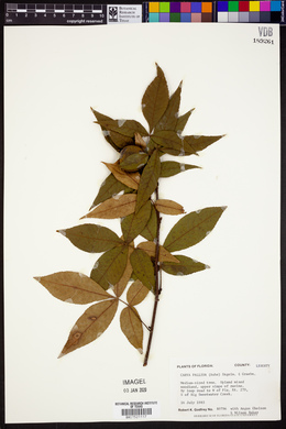 Carya pallida image
