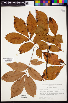 Carya pallida image