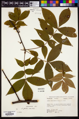 Carya pallida image