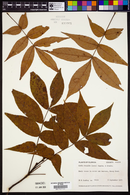 Carya pallida image