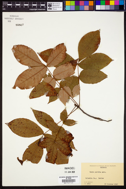 Carya pallida image