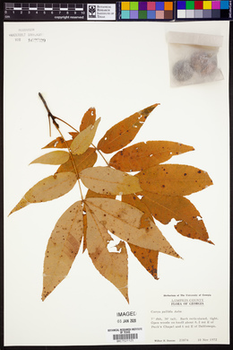 Carya pallida image