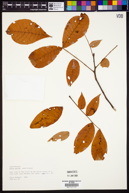 Carya pallida image