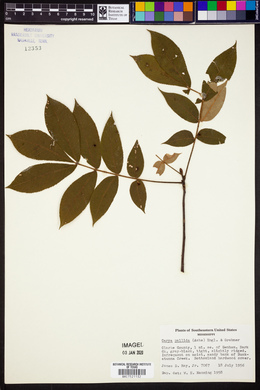 Carya pallida image