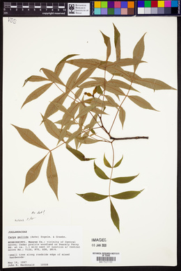 Carya pallida image