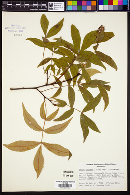 Carya pallida image