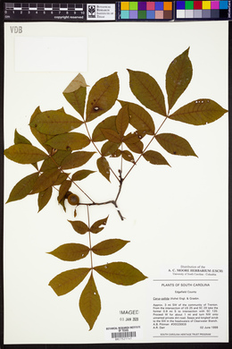 Carya pallida image