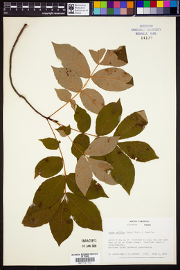 Carya pallida image