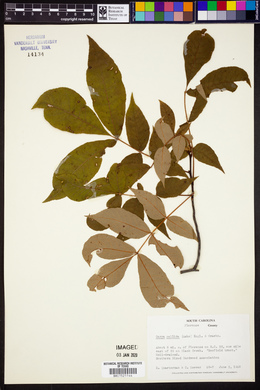 Carya pallida image