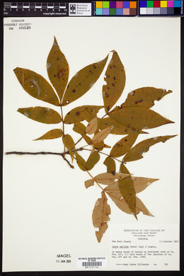 Carya pallida image