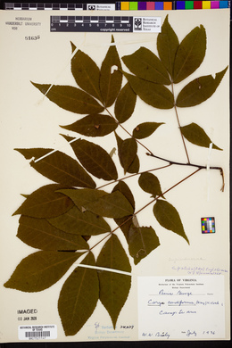 Carya pallida image
