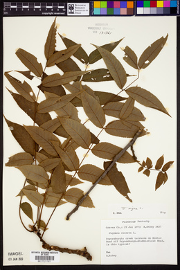 Juglans cinerea image