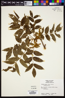 Juglans major image