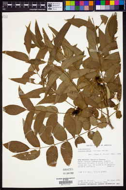 Juglans major image
