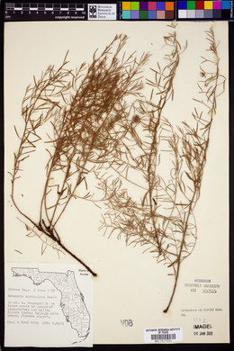 Krameria lanceolata image