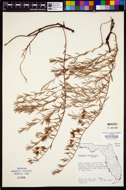 Krameria lanceolata image