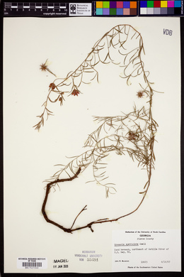 Krameria lanceolata image