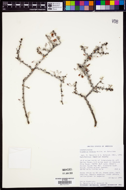 Krameria erecta image