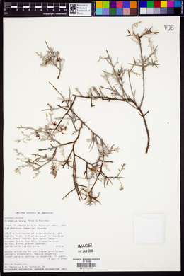 Krameria grandiflora image