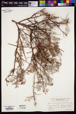 Krameria bicolor image