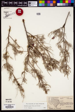 Krameria bicolor image