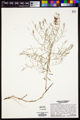 Krameria lanceolata image
