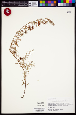 Krameria lanceolata image