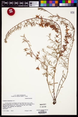 Krameria lanceolata image