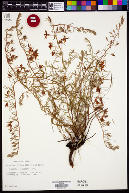 Krameria lanceolata image