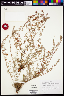 Krameria lanceolata image