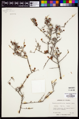 Krameria erecta image