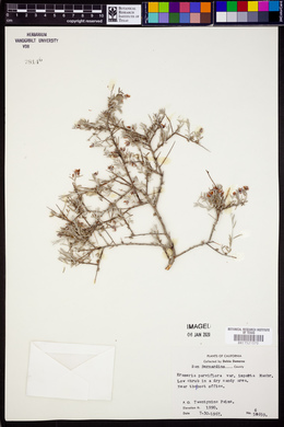 Krameria erecta image