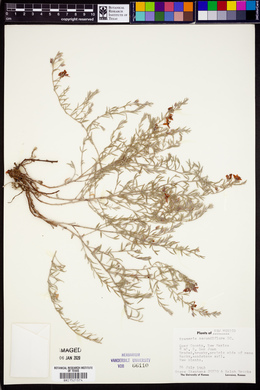 Krameria secundiflora image