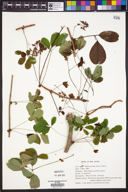 Akebia quinata image