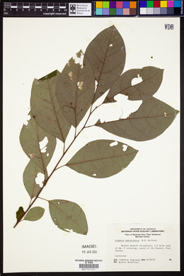 Lindera subcoriacea image