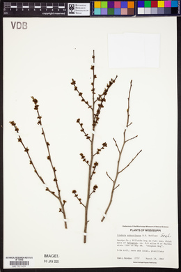 Lindera subcoriacea image