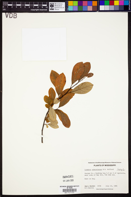 Lindera subcoriacea image