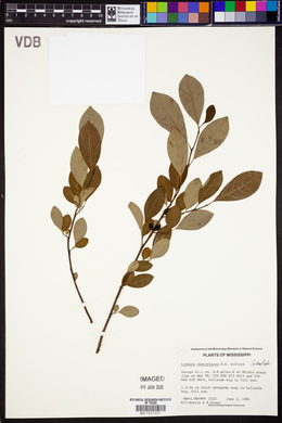 Lindera subcoriacea image