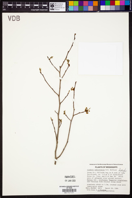 Lindera subcoriacea image