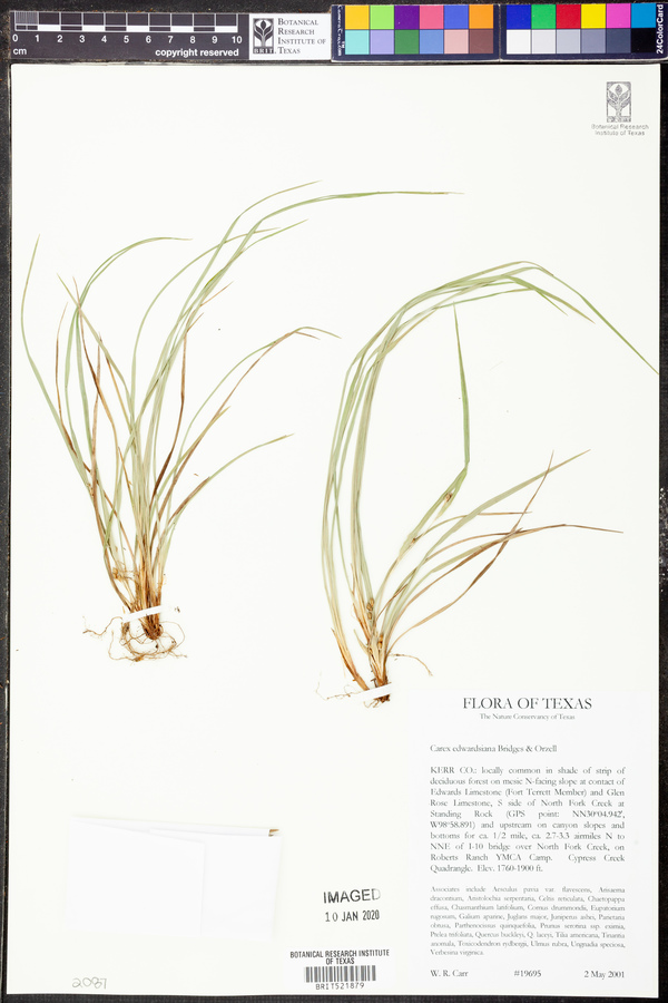 Carex edwardsiana image