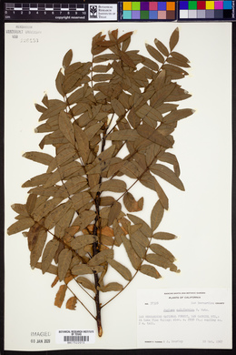 Juglans californica image