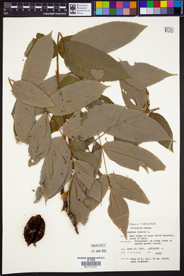 Juglans cinerea image