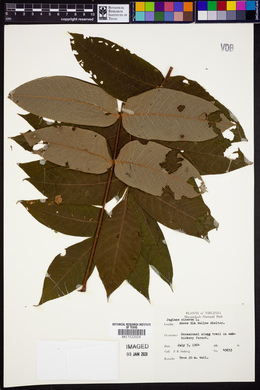 Juglans cinerea image