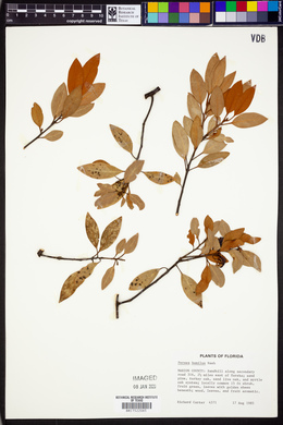 Persea humilis image